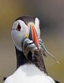 Atlantic Puffin Farnes Islands.June 2008